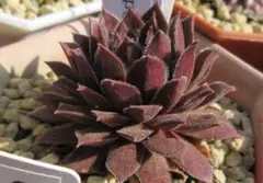 2026年最新】センペルビウムの人気アイテム - メルカリ