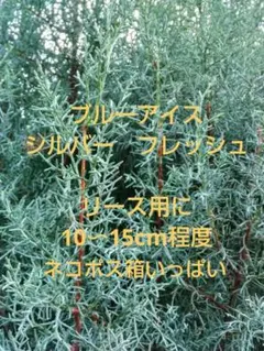 ブルーアイス　コニファー　フレッシュ リース用に　✿10〜15cmいっぱい