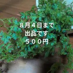 レインボーファン　コンテリクラマゴケ 観葉植物 苔 テラリウム　涼しげ植物のサムネイル