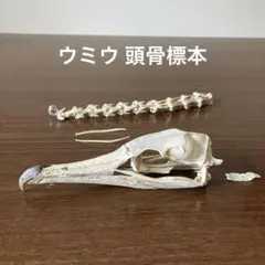 骨格標本 ウニ殻 フシザオウニ 31mm 希少 - メルカリ