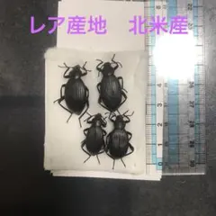 2026年最新】ゴミムシ 標本の人気アイテム - メルカリ