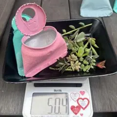 リメ缶と多肉おまとめ 多肉植物の寄せ植え①