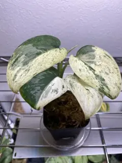 もやし様 リクエスト 2点 まとめ商品