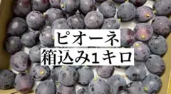 優秀品種無しピオーネ　摘み落とし ぶどう　産地直送のサムネイル