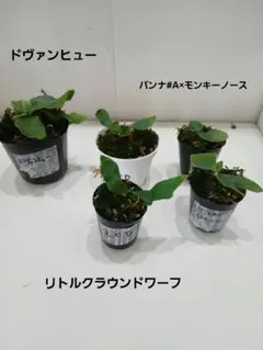 2026年最新】ビカクシダ 胞子 セットの人気アイテム - メルカリ