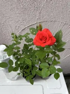 さっちゃん様 リクエスト 2点 まとめ商品