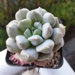 junonkokona様 リクエスト 3点 まとめ商品