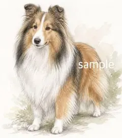シェルティ　シェルティー　水彩画風
