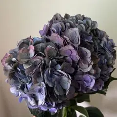 2025年最新】アジサイ 苗 輸入の人気アイテム - メルカリ