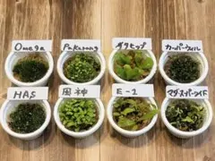 2026年最新】マダガスカリエンセの人気アイテム - メルカリ