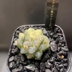 ☆☆OM実生 スプレンデンス 糊斑＊ハオルチア＊錦☆☆ ♪♪ハオルチア 新氷砂糖錦 糊斑 多肉植物♪♪