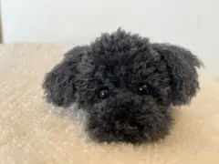 トイプードル編みぐるみ（植毛）犬　 【伏せポーズ】濃いダークグレーの子のサムネイル