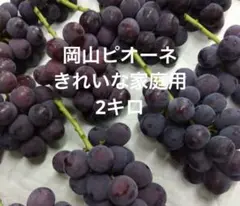 予約受付ページ❤️岡山ピオーネ きれいな家庭用2キロ - メルカリ