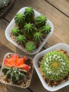 サボテン 3株セット 観葉植物 ギムノカリキウム 短刺天平丸 - メルカリ