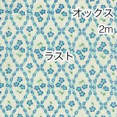 ラスト2点 2m ネモフィラ ベージュ オックス