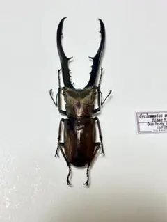 2026年最新】メタリフェル 標本の人気アイテム - メルカリ