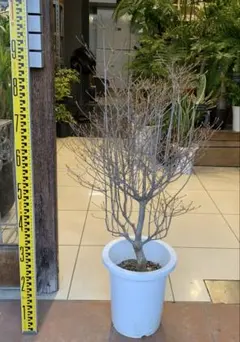 みえりん【現品・鉢まま出荷】スモークツリー　グレース みえりん様専用【現品・鉢まま出荷】スモークツリー グレース - メルカリ