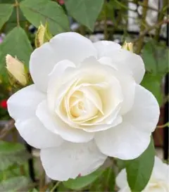 ハヌル様 リクエスト 2点 まとめ商品