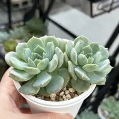 2025年最新】ピュアラブ 多肉植物の人気アイテム - メルカリ