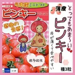 【ミニトマトの種】感激の甘さ✨うす皮ミニトマト ピンキー 種3粒／美味しいです！