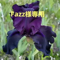 Fazz様専用ジャーマンアイリスのサムネイル