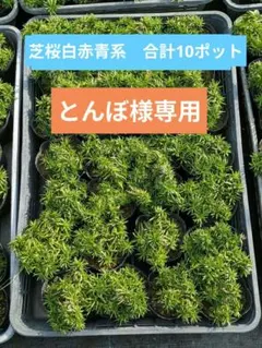 Benidai 芝生の種 ゼニゴケプラス エリオトロプラス　6個セット Benidai 芝生の種 ゼニゴケプラス エリオトロプラス 6個セット