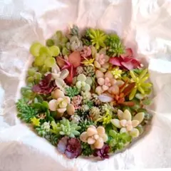 ｙs9 人気　ちまちま寄せ植え　セット　カット苗　多肉植物