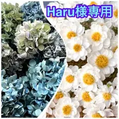 紫陽花　ドライフラワー　多種混合