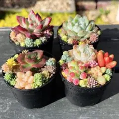 64 多肉植物の小さな寄せ植え☆そのまま飾れる☆今週末まで速達発送☆