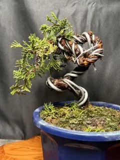 j*n様 [厳選❗️サービスオークション盆栽]真柏/小品：2 2025年最新】盆栽 真柏の人気アイテム - メルカリ