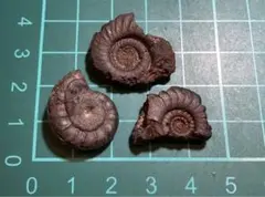 Item thumbnail for item 91e7feae-08af-487f-8156-c897e7a23623