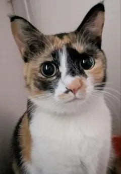 2026年最新】豆猫 peco-linの人気アイテム - メルカリ