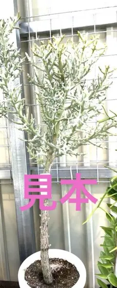 2025年最新】ステノクラーダの人気アイテム - メルカリ