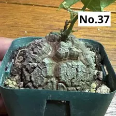 〈特選株27〉バキバキ亀甲竜＂健康元気体＂実生5,6年 7.5cmポット 特選株27〉バキバキ亀甲竜＂健康元気体＂実生5,6年 7.5cmポット