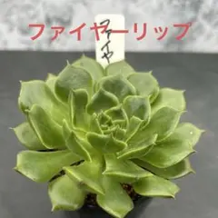 多肉植物 エケベリア ファイヤーリップ 抜き苗のサムネイル