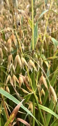 ステー人様 リクエスト 4点 まとめ商品