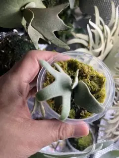 P. Yellow Moon Dwarf Totoro spore [47] - メルカリ