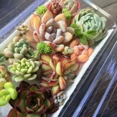 多肉植物寄せ植えセット カット苗 ゆうパケットポストミニ発送