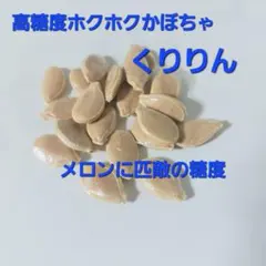 쿠리린 멜론과 비슷한 당도를 가진 호박씨는 푹신한 호박씨입니다.