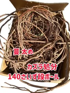 天然素材✳️あけび ランナー蔓✳️根蔓 69本 70m以上✳️かご編み