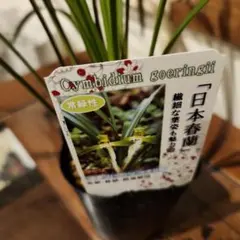 日本春蘭☆水彩赤舌花☆5本 - メルカリ