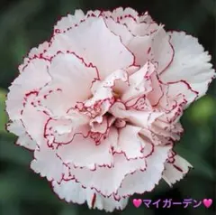 レノ様 リクエスト 3点 まとめ商品