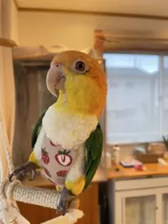 Item thumbnail for item b41d34e1-a6ad-498a-a9ab-9ac1f3385e4d