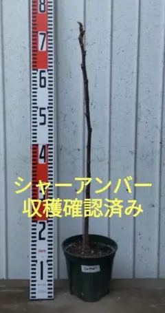 2025年最新】イチジク 苗 シャーアンバーの人気アイテム - メルカリ