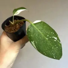 ト・シーロさま専用ピンク斑入り葉が出現する株フィロデンドロン・ホワイトプリンセス