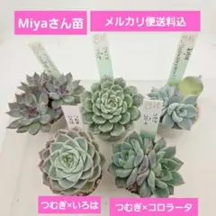 miyaさん つむぎ交配✡️しずく×つむぎ✡️ミヤ苗 命名同士 多肉 抜き苗 miyaさん つむぎ交配✡️しずく×つむぎ✡️ミヤ苗 命名同士 多肉