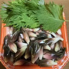 農薬不使用、ミョウガ、新鮮です❣️のサムネイル