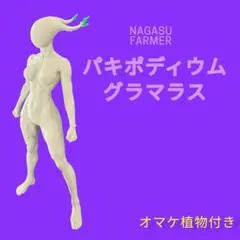 塊根植物　パキポディウム グラキリス　【Pグラマラス】フィギュア