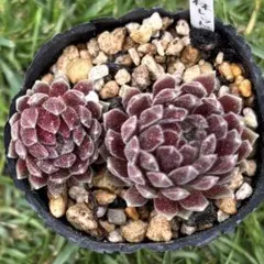 九輪塔 ハオルチア アロエ 多肉植物 多肉永遠 超メルカリ祭 - メルカリ