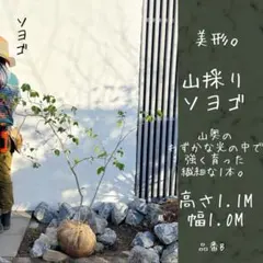 2026年最新】ソヨゴ 品番の人気アイテム - メルカリ